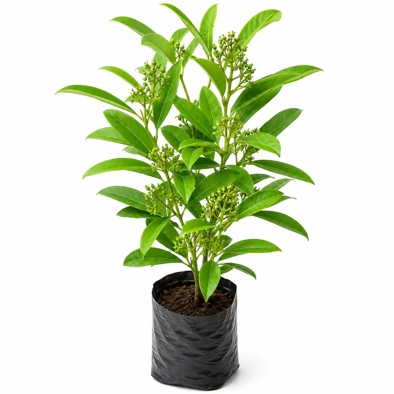 All Spice Plant