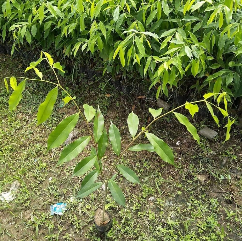 Agarwood Plant