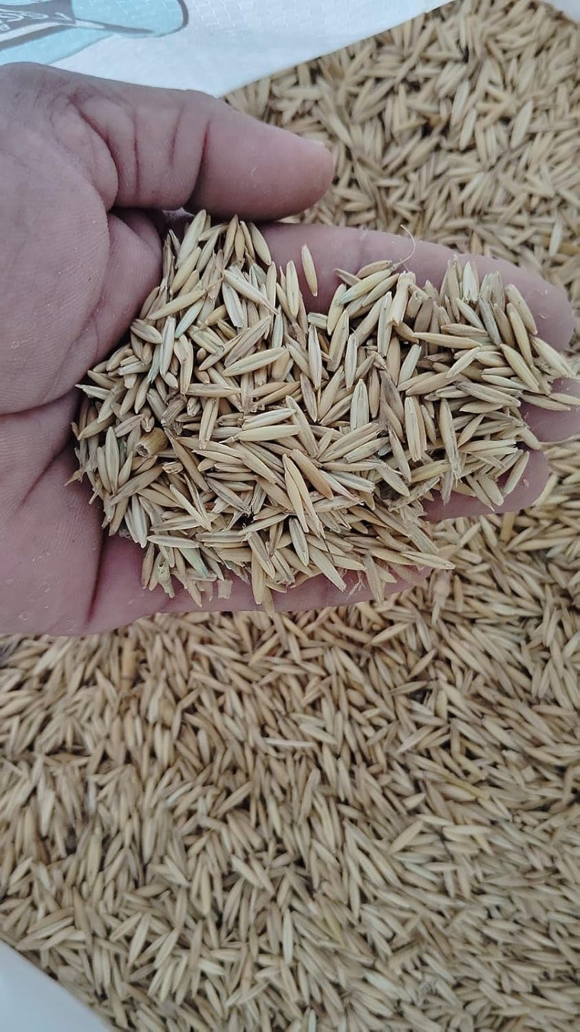 Malai Makhan Grass Seeds